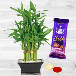 Exclusive Bamboo Plant N Cadbury Silk