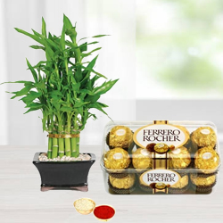 Delectable Ferrero Rocher Chocos N Bamboo Plant