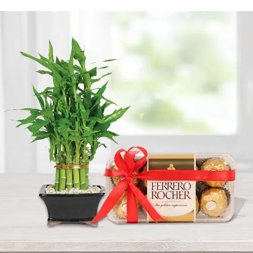 Send Cute And Calm Lucky Bamboo Plant Online Price Rs345  FlowerAura