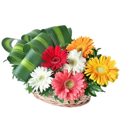 Dazzling Assorted Gerberas Arrangement