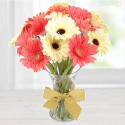 Blooming Pink N White Gerberas in a Vase